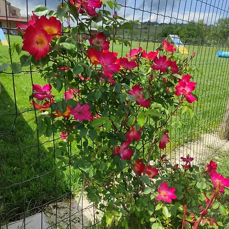 Casa Montefiore 13 Girasoli Lt Nella Tranquilla Campagna Marchigiana * Ancona