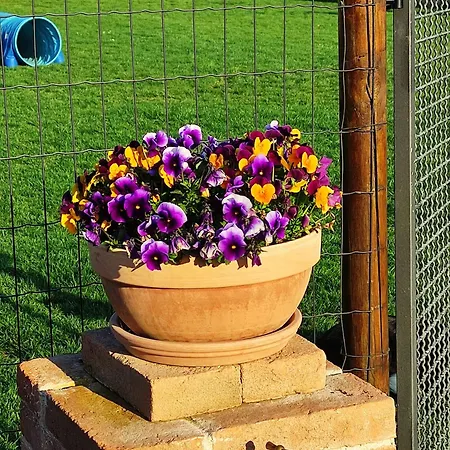 Апартаменты Casa Montefiore 13 Girasoli Lt Nella Tranquilla Campagna Marchigiana